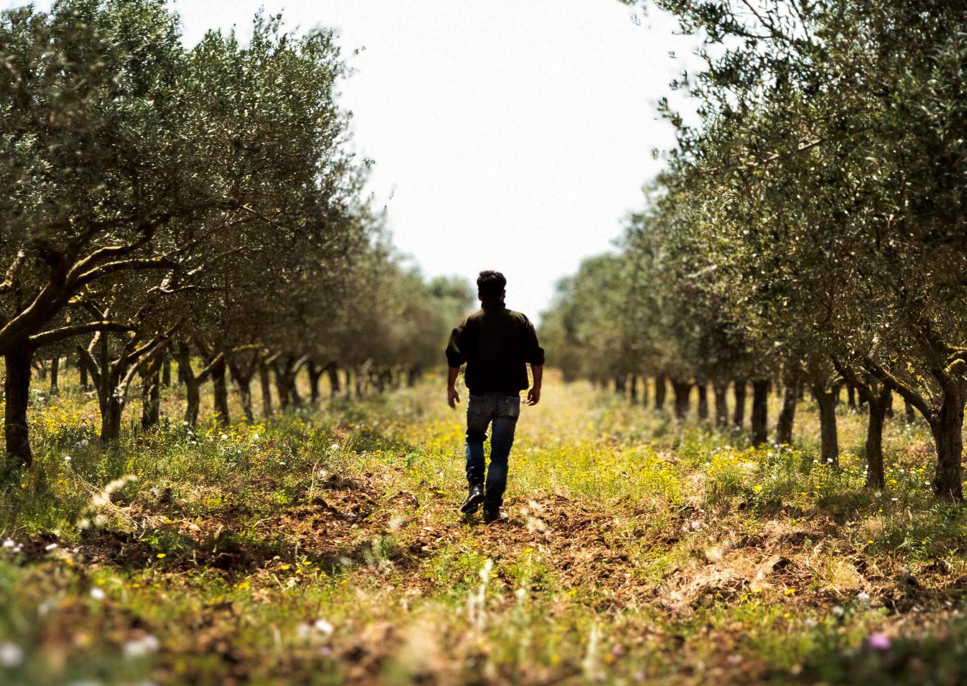 uomo che percorre viale di vigneti da cui si ricava olio extravergine d'oliva biologico e siciliano
