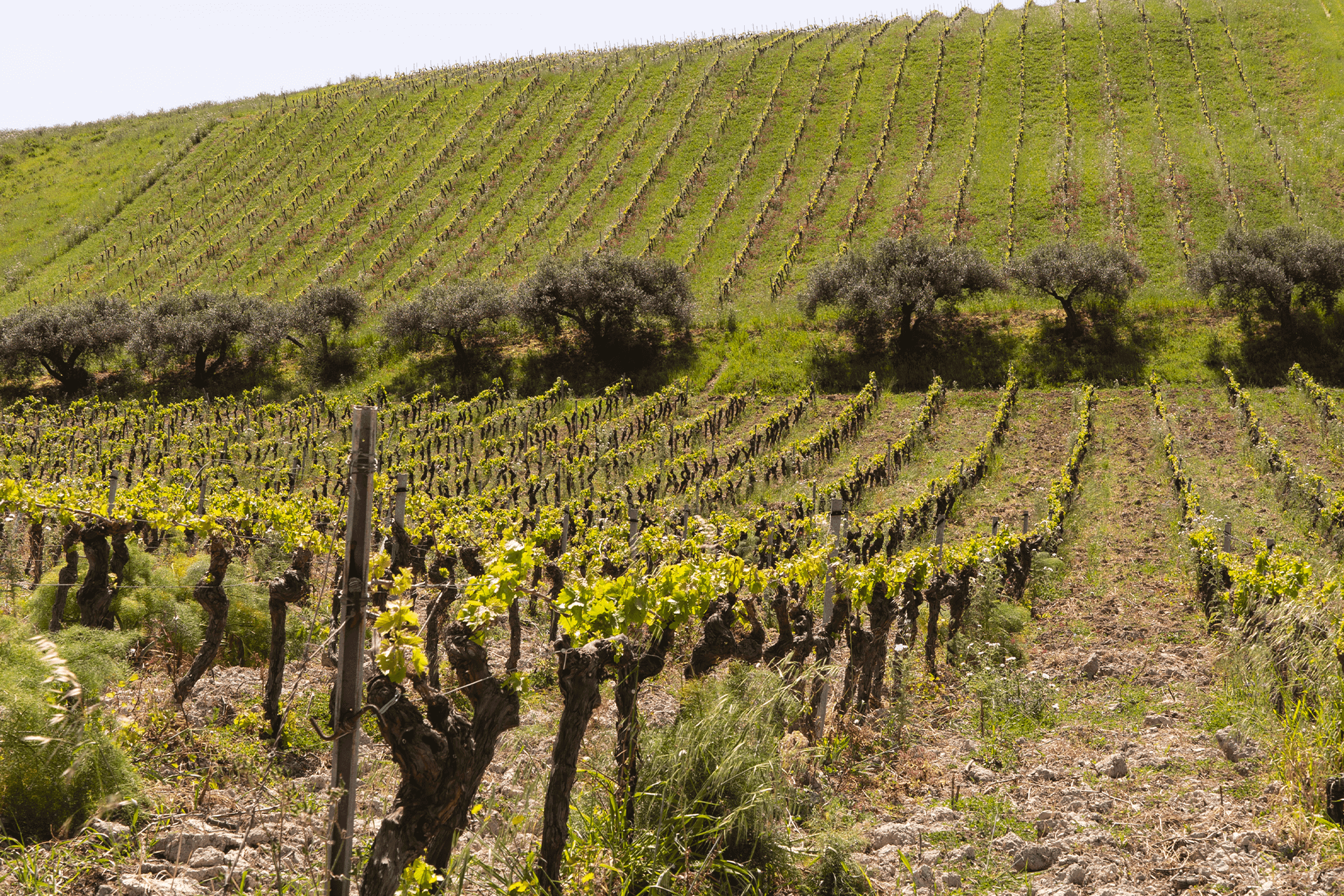 vigneti e filari dell'azienda Mannirà Bio