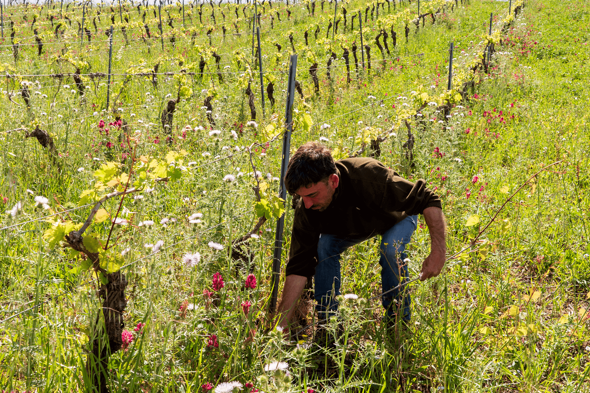 Coltivazione e cura della vita per vino biologico con viticoltore