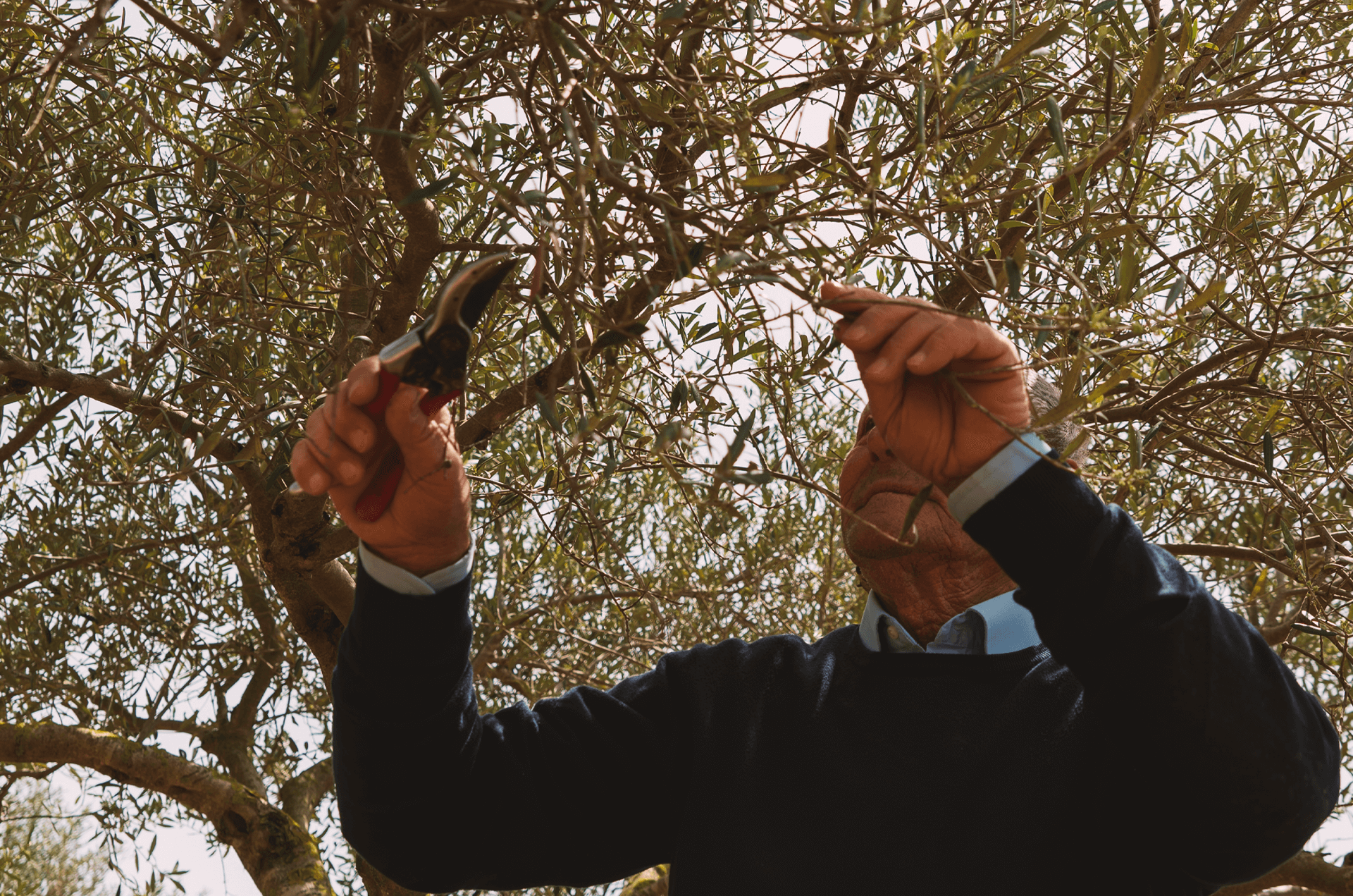 Oliveti da cui viene prodotto olio extravergine d'oliva siciliano