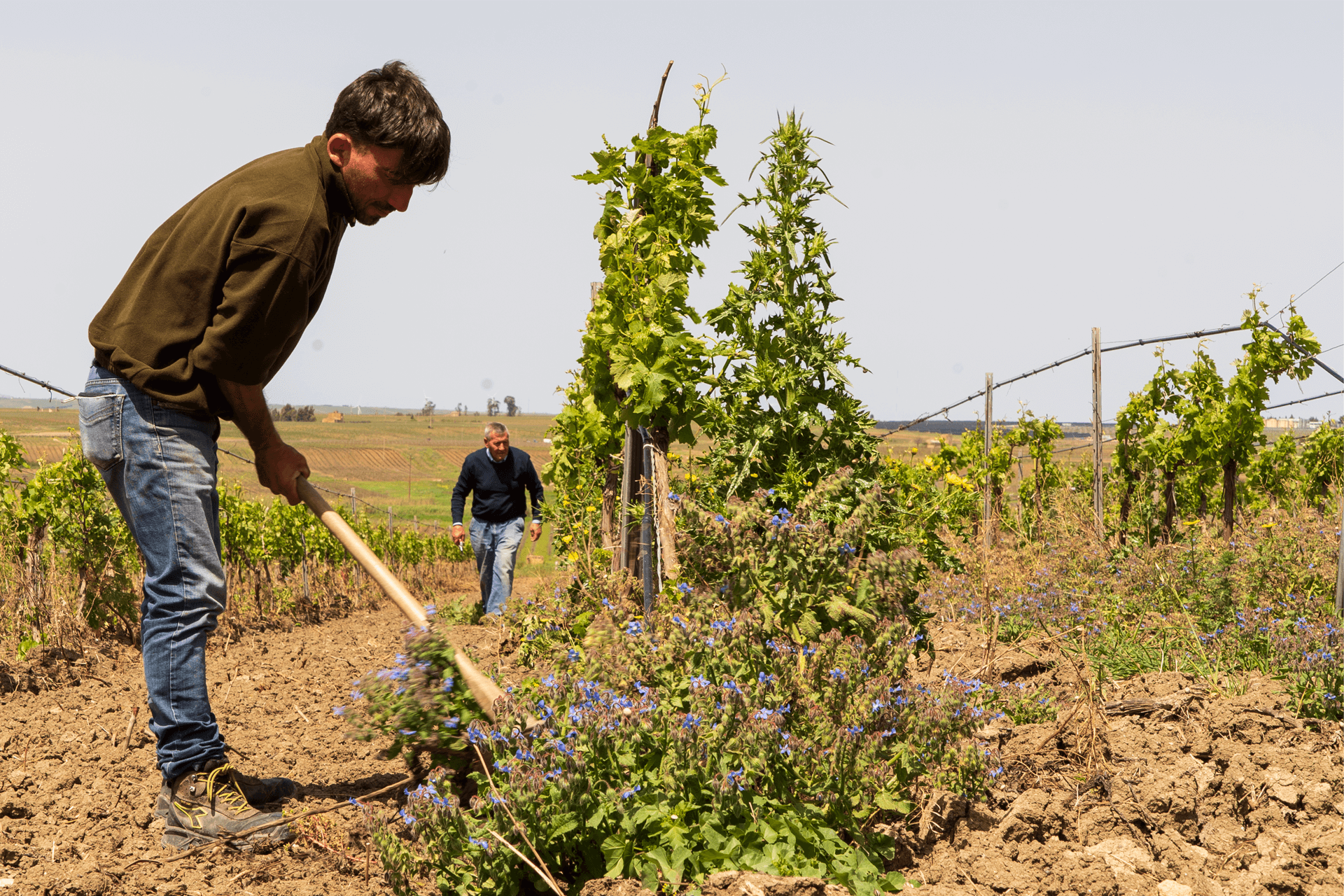 Viticoltore tra i filari con zappa. Vigneti da cui derivano vini biologici e vegani senza solfiti aggiunti